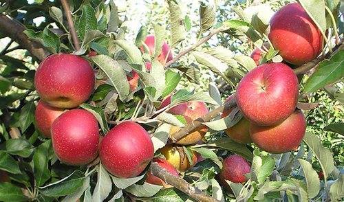 Яблоня орловское полосатое — морозостойкий сорт, дающий до 80 кг плодов с дерева