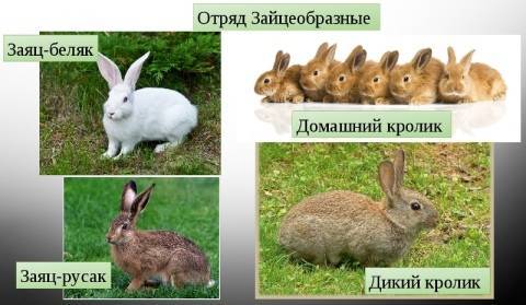 Чем отличается заяц от кролика: сходство, отличие и характеристики