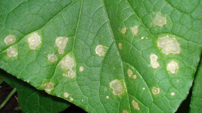 Почему у огурцов белеют листья и что делать: причины, лечение и профилактика