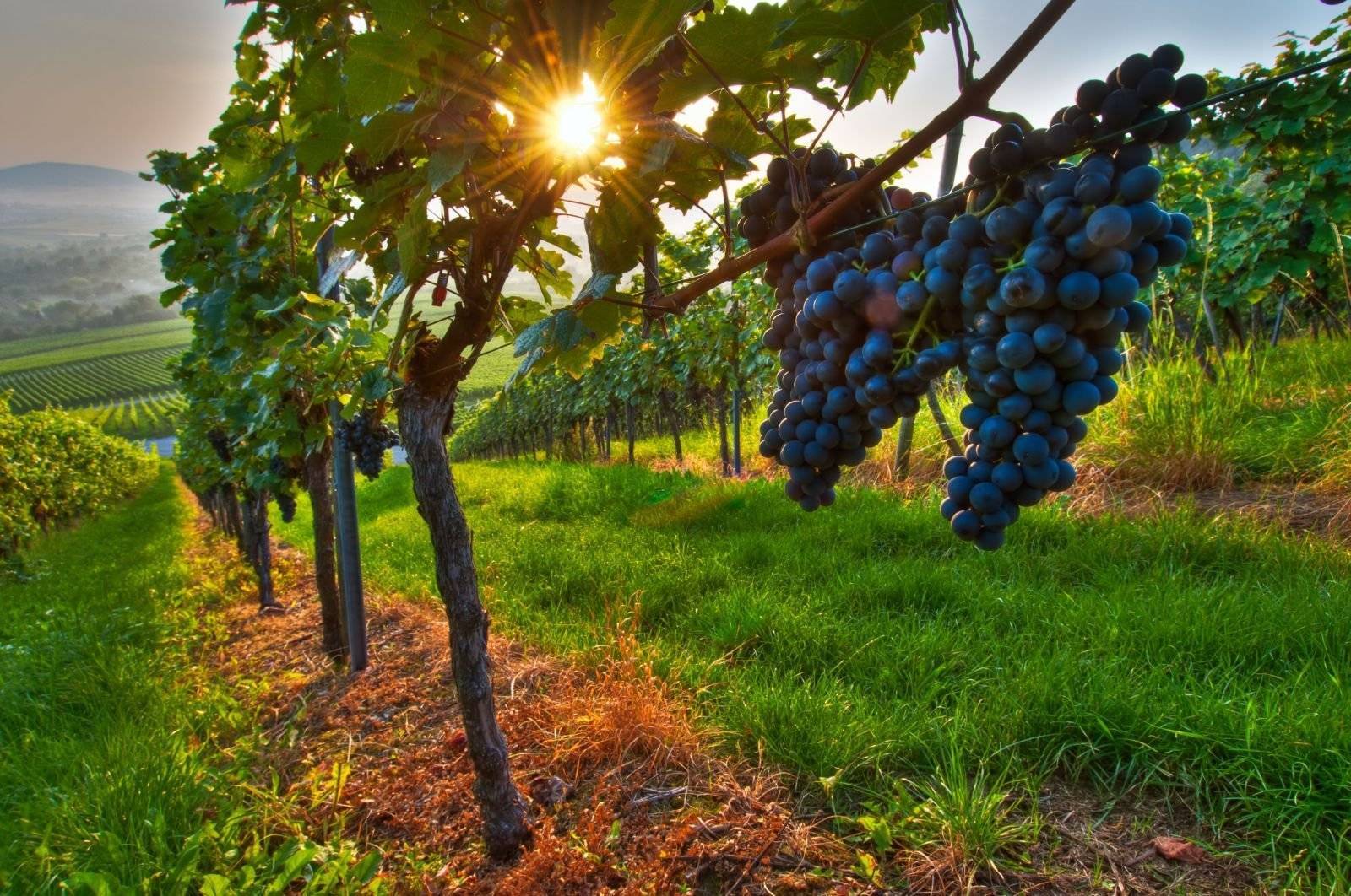 Виноград мукузани: описание сорта, фото и отзывы садоводов