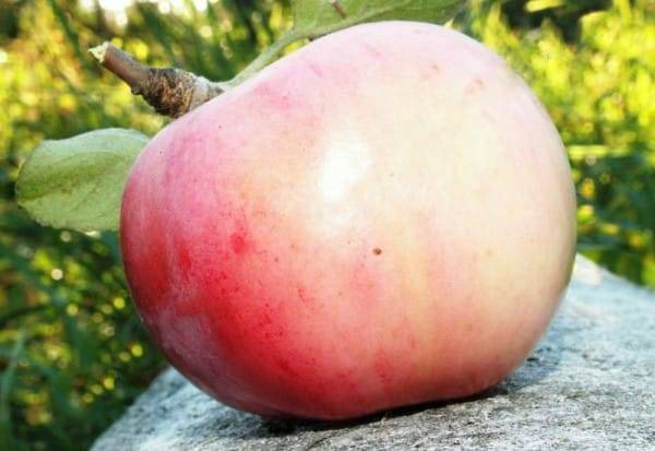 Описание и характеристики летнего сорта яблонь Орловский пионер