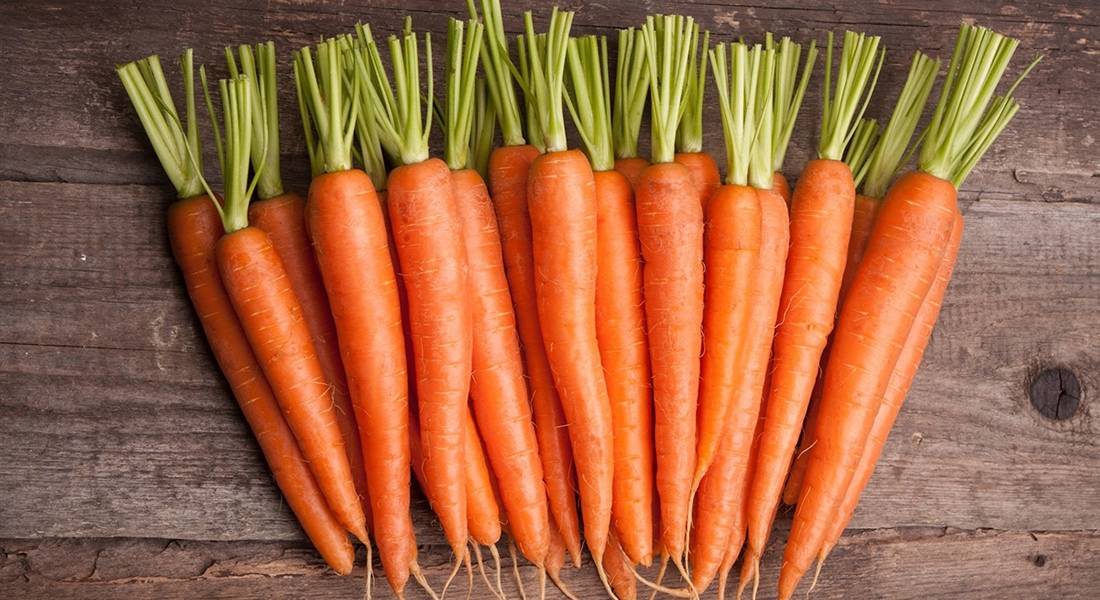 Когда наступает последний срок посадки моркови? какие факторы влияют на определение времени?