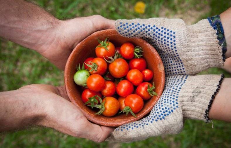 Детерминантные томаты: что это такое, лучшие низкорослые сорта для открытого грунта и теплицы