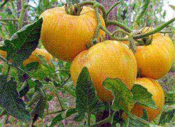 Описание сорта томата Мармелад желтый, его характеристика и урожайность