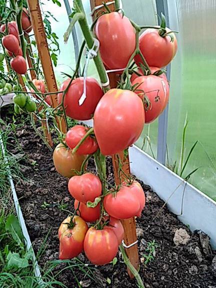 Сорт томата «новичок»: описание, характеристика, посев на рассаду, подкормка, урожайность, фото, видео и самые распространенные болезни томатов