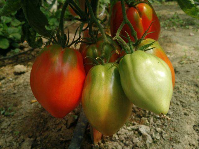 Характеристика и описание томата сенсей, выращивание сорта