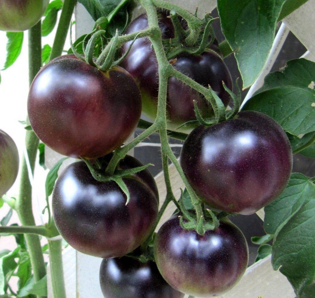 Характеристика и описание сорта томатов виагра, их урожайность