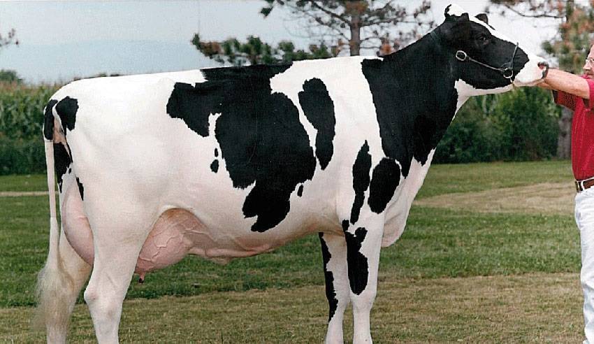 Характеристика голштинской породы коров: плюсы и минусы