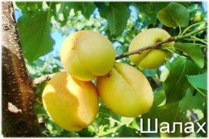 Описание и особенности выращивания абрикоса сорта медовый