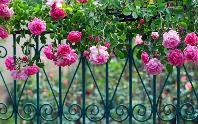 Как сделать опору и арку для плетистой розы своими руками
