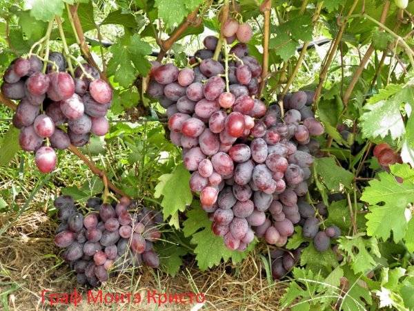 Как вырастить виноград граф монте кристо и обеспечить правильный уход