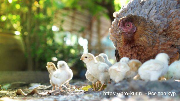 Чем пропоить цыплят в первые дни: профилактика заболеваний