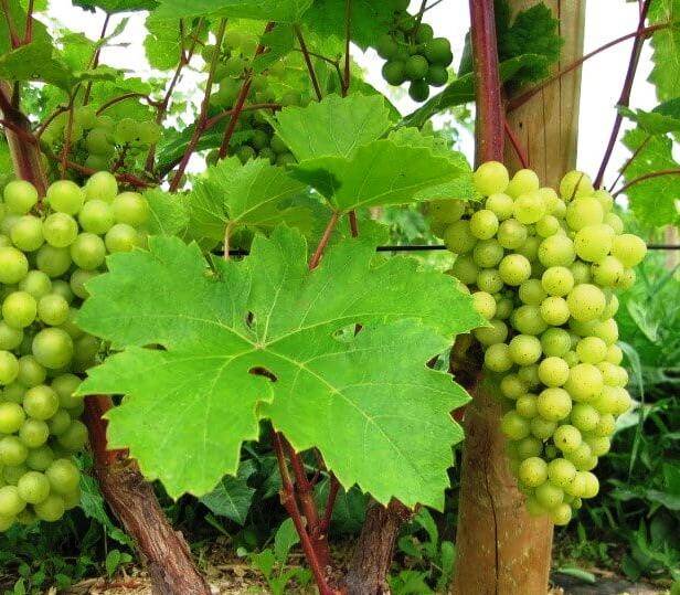 Характеристики винограда восторг и как вырастить этот сорт?