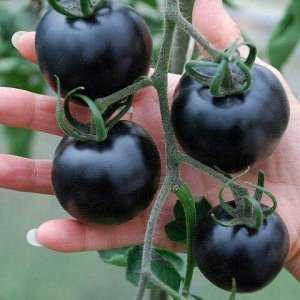 Помидоры «кумато» — характеристика, описание, фото, особенности выращивания сорта томатов шоколадной окраски