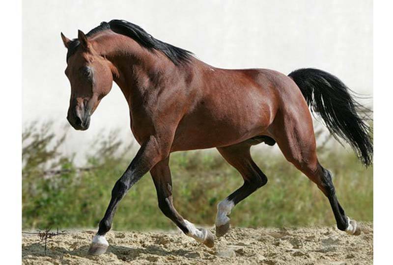 Самые дорогие и лучшие лошади в мире: характеристики пород и цена