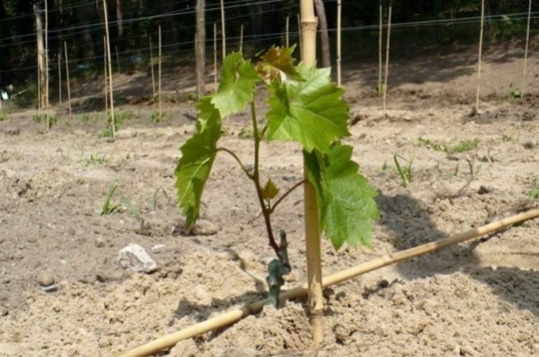 Выращиваем виноград из зеленого черенка