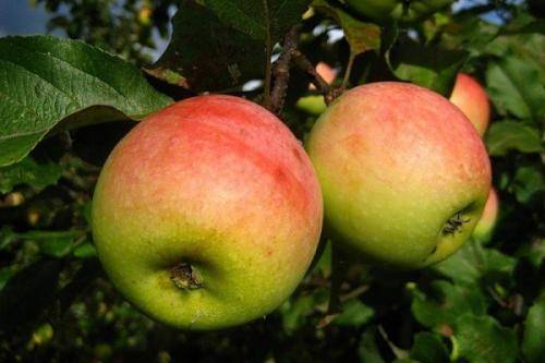 Многоименная яблоня «аркад летний», «желтый» или «длинный»