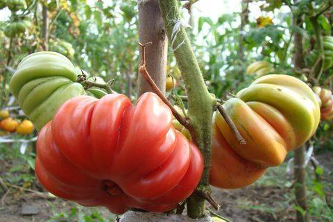 «грибное лукошко» – в мир дивных томатов окошко