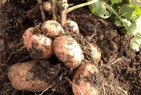 Как бороться с паршой на картофеле: признаки, описание, методы лечения и профилактики