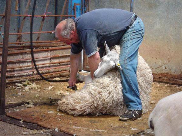 В каком возрасте стригут овец. когда и зачем стригут баранов и овец