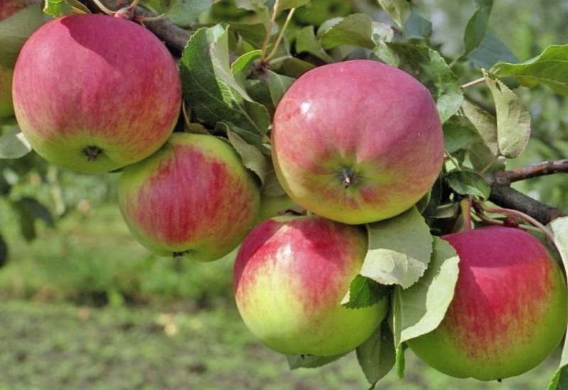 Плюсы выращивания иммунного сорта яблони веньяминовское