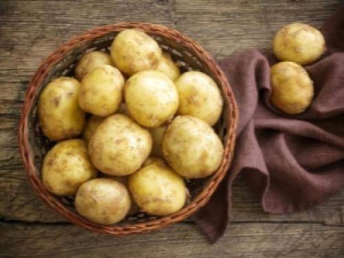 Сорт картофеля санте