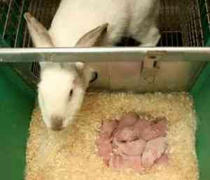 Определение беременности кроликов: сколько она длится и как протекает