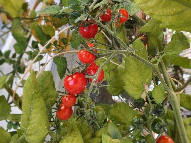 Богатый урожай томатов круглый год: как вырастить помидоры на балконе и что для этого необходимо