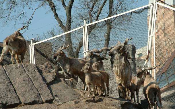 Описание и где живут винторогие козлы, статус и положение вида в природе