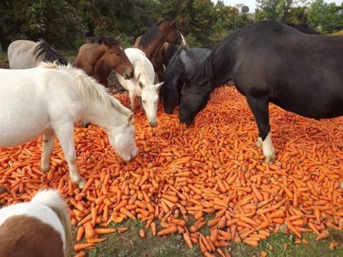 Что едят лошади: разновидности кормов и схемы кормления