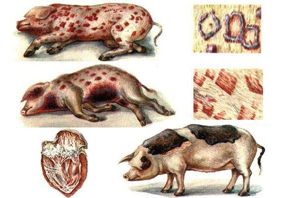 Технология содержания свиней в подсобном хозяйстве — способы, санитарные правила и особенности зимнего периода