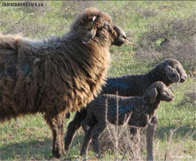 Ставропольский казак дает онлайн-уроки по стрижке овец