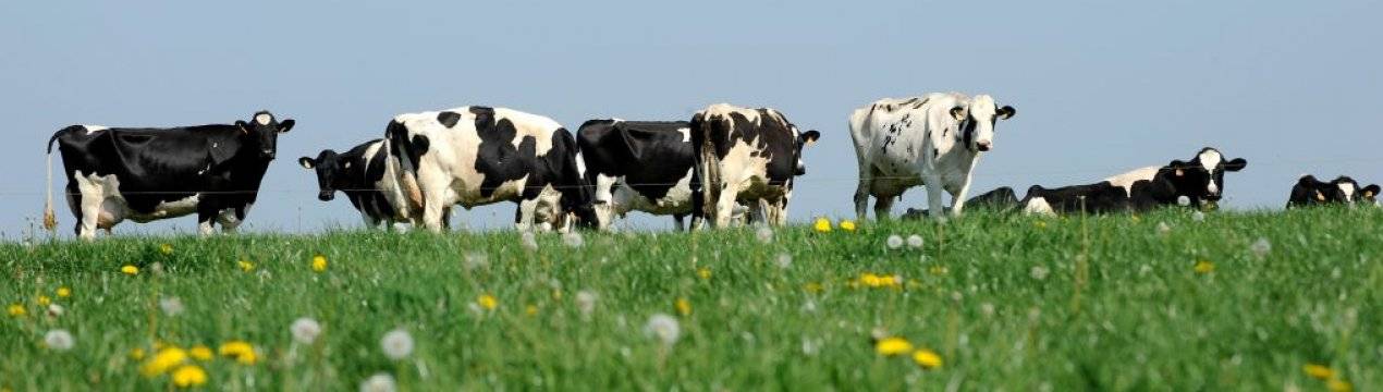 Холмогорки («холмогорская» порода коров) – приносят радость и тем, кто их выращивает, и тем, кто просто любит молоко!