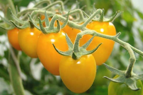 Желтые помидоры: лучшие сорта для открытого грунта, особенности популярных сортов