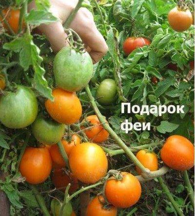 Балконные томаты: выращивание и описание сортов