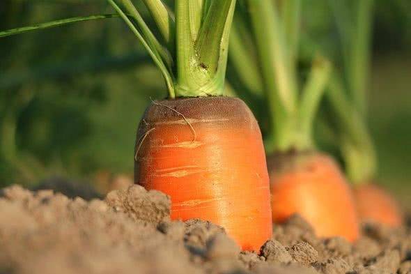 Как правильно выращивать и ухаживать за морковью в открытом грунте
