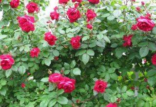 Роза на штамбе: топ-7 сортов для выращивания “розового дерева” вашей мечты