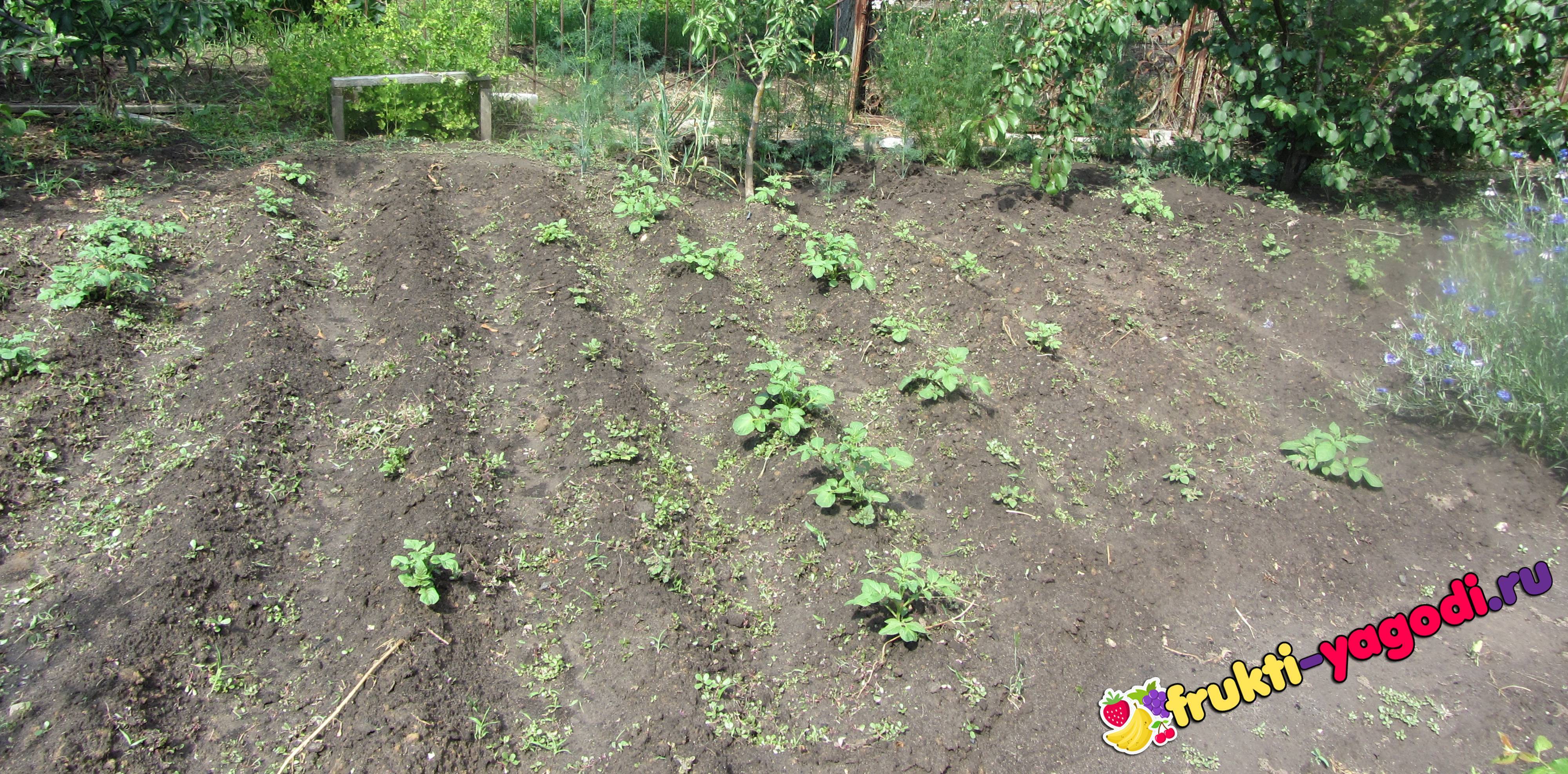 Выращивание картошки: от посадки, до сбора урожая картофеля