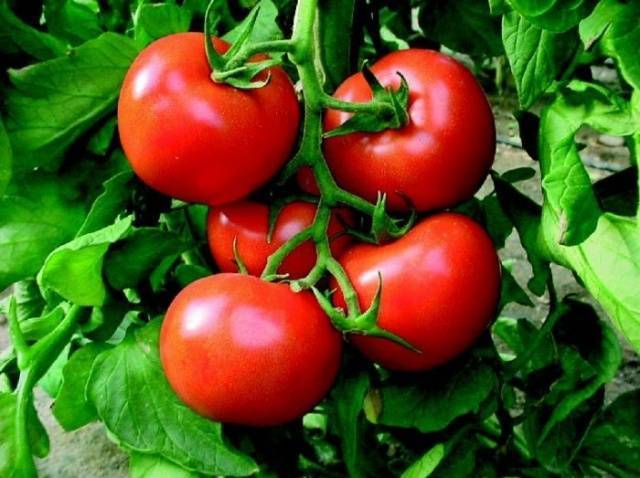 Ажур — томат, который останется урожайным и в засуху, и дождливым летом