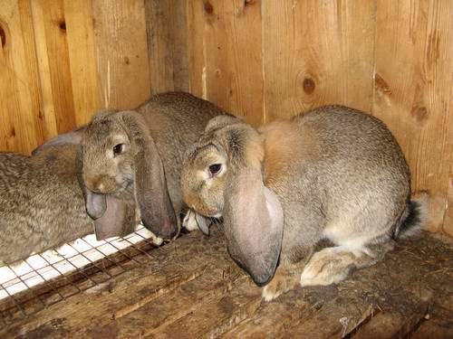 Кролик французский баран: особенности разведения в домашних условиях