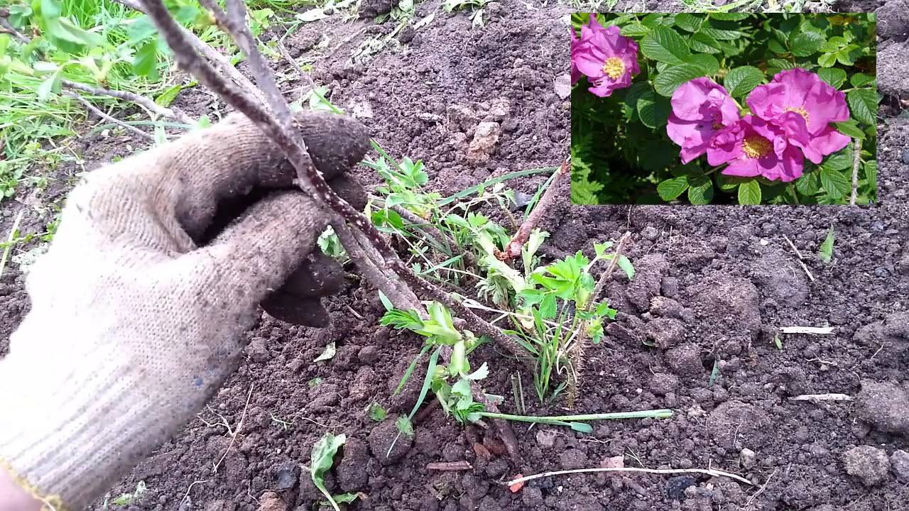 Как привить розу к шиповнику пошаговая инструкция