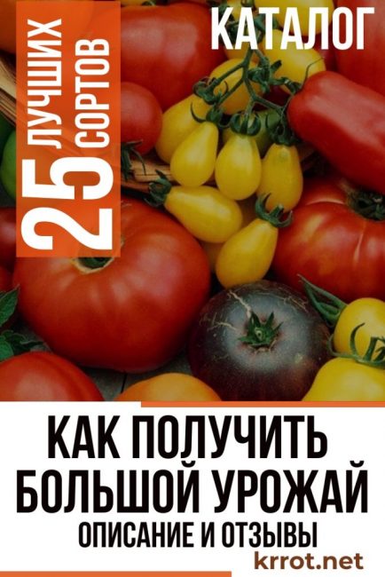 Все о серии томатов король рынка: как вырастить, советы фермеров и описание культуры