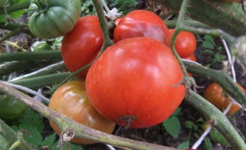 Характеристики и описание хорошо зарекомендовавшего себя сорта томата «примадонна» f1