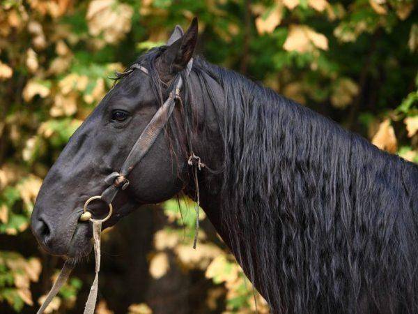 Описание и характеристики лошадей породы шайр, условия содержания и разведение