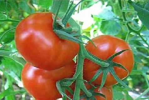 Важность выбора или какие сорта помидоров лучше всего сажать?