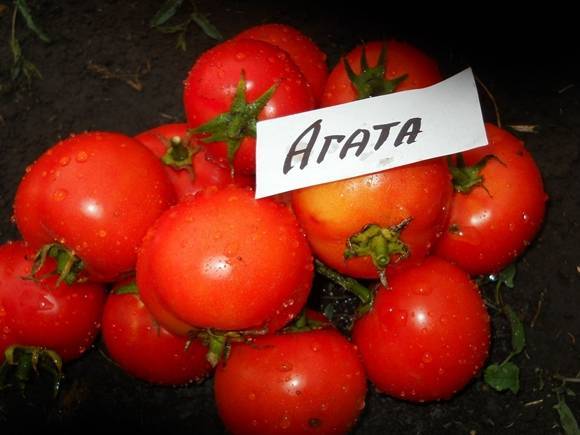 Детерминантный сорт томата «агата»: описание, характеристика, посев на рассаду, подкормка, урожайность, фото, видео и самые распространенные болезни томатов