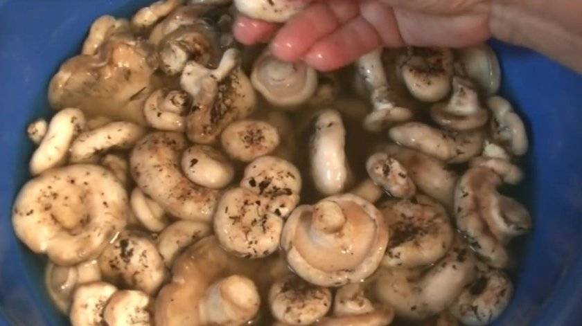 Как солить грибы: топ-6 рецептов