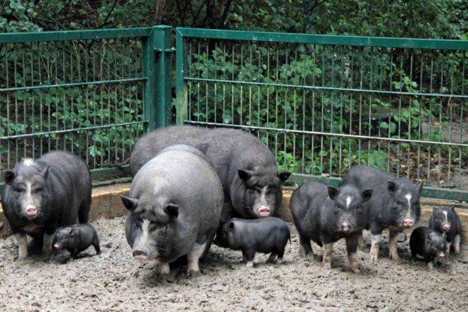 Порода свиней кармалы: характеристика и содержание