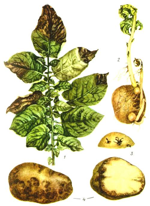 Почему желтеет, сохнет и вянет картофельная ботва
