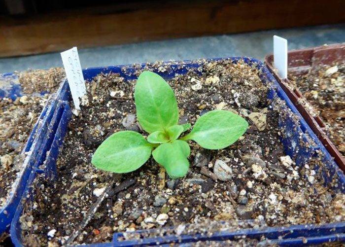 Дербенник иволистный – выращивание и уход в открытом грунте